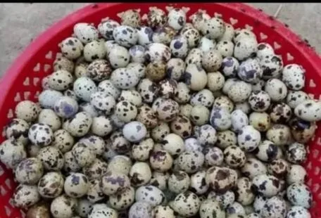 কোয়েল পাখির ডিম