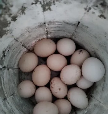 দেশি মুরগির ডিম