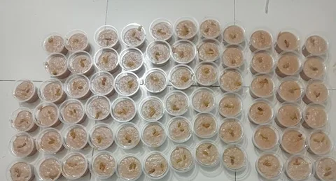 গুড়ের পায়েস