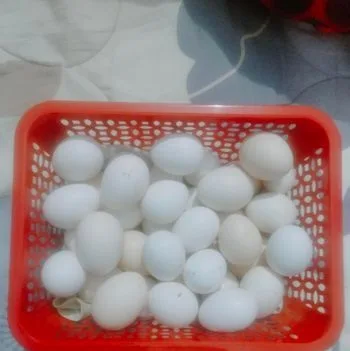 দেশী মুরগীর ডিম