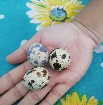 কোয়েল পাখির ডিম