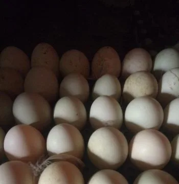 পুষ্টিকর হাঁসের ডিম,
