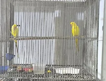 Yellow Ringneck 2 Pair