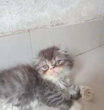 Scottish Fold Kitten
