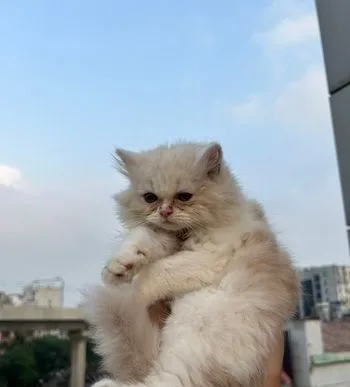Traditional Persian Kittens