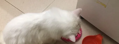 Persian Cat