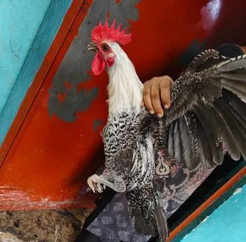 ফাউমি মুরগি