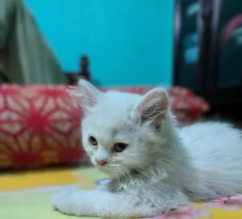 Persian Cat