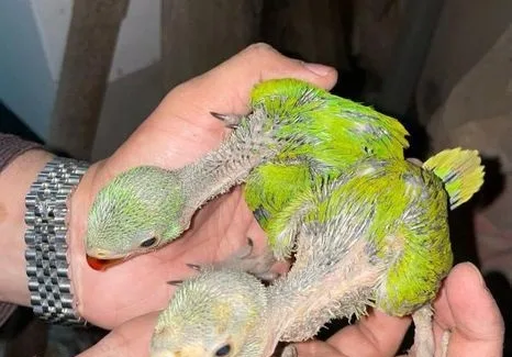 Indian Ringnek Baby