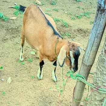 ছাগল