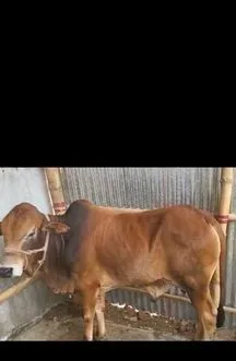 শাহীওয়াল গরু