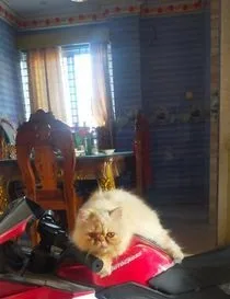 কোটেড পার্সিয়ান