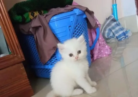 Traditional Persian kitten