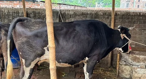 চারটি গরু