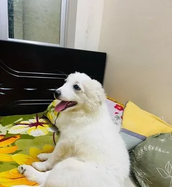 German Spiz Dog