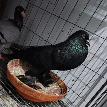 পুটার মাদি ২ টা