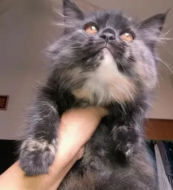Traditional Persian kitten