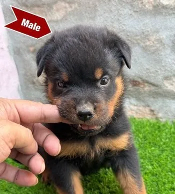 Pure Rottweiler puppies