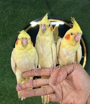 টেম ককাটেইল