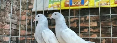 Pakistani Shalati Kobutor