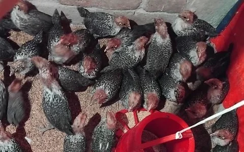 অরিজিনাল মিশরীয় ফাউমির বাচ্চা