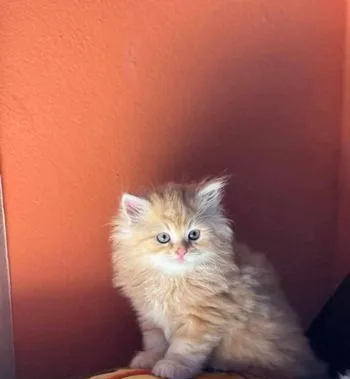 Female Cat