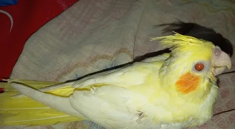 ককাটেল (টেম বেবি)