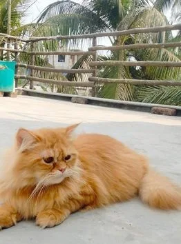 Parsian Cat