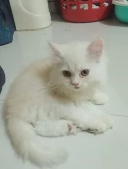 Traditional Pure Persian cat