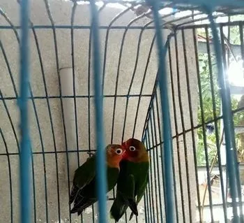 Running Love Bird