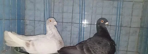 কবুতর