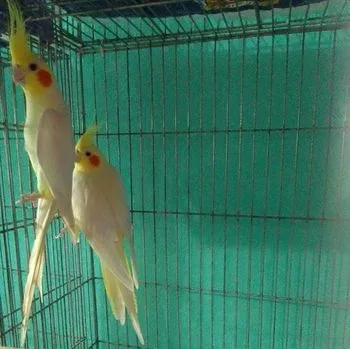 ককাটেল