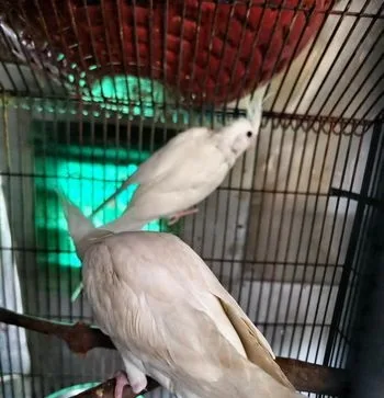 Cocatail Albino