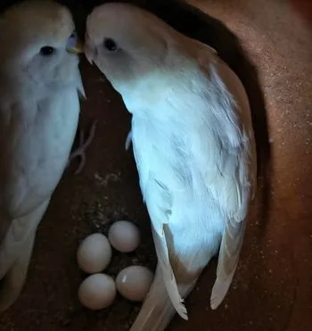 Buggies Albino