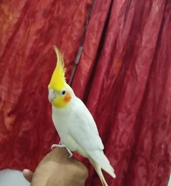 রানিং লুটিনো ককাটেল