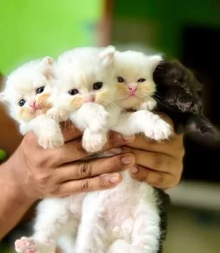 Persian Cat