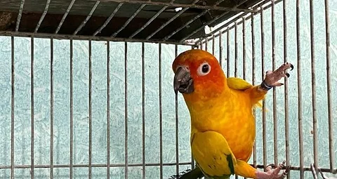 Sun Conure Runnig Male