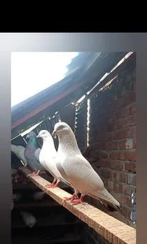 একজোড়া কালদম বাচ্চাসহ