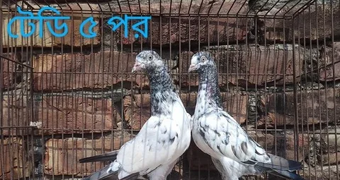 পাকিস্তানি হাইফ্লায়ার কবুতর