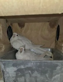 Albino Cockatiel pair