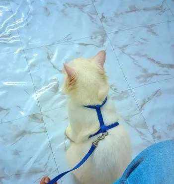 Female Persian