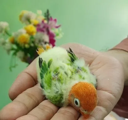 টেম সাইজ গ্রীন অপালাইন ফিসার