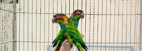 Blue Throated Conure