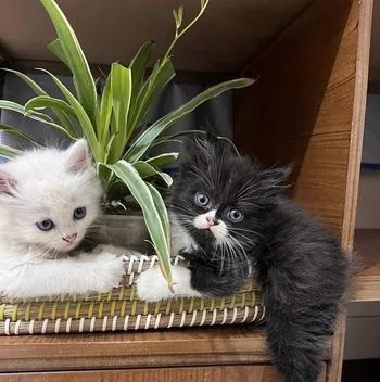 Persian Kittens