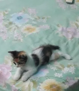 Persion Cat Female