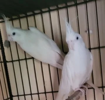 ককাটেল রানিং
