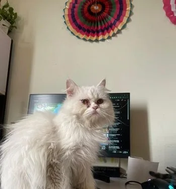Pure Persian Male