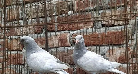 সিলভার খাকি জোরা বাচ্চা