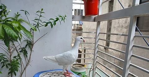 White Beauty Racer