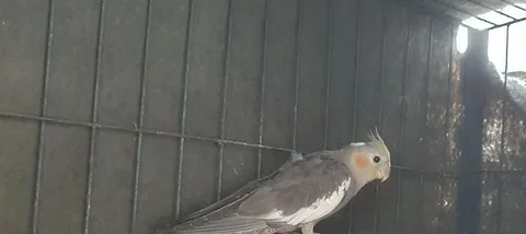 Gray Cocktail bird